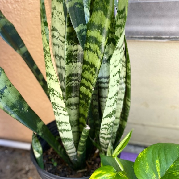 Plants - Picture 1 of 7